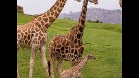 giraffe living land escape video walkthrough