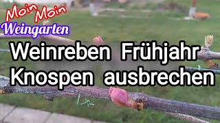 Weinreben Frühjahr Knospen ausbrechen formen Ersatz Zapfen