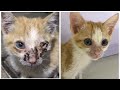 Skinny and starving kitten with his left eye infection. Episode 2