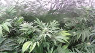 Pro-Grow 750 LED grow light review - Reboot Pt 4
