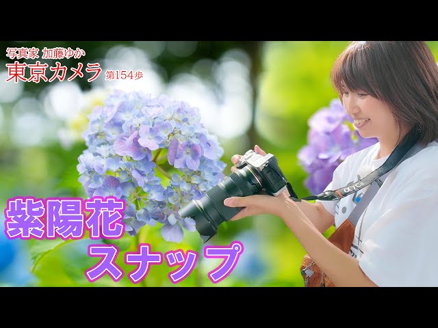 a7CII] Hydrangea snapshots in Denenchofu Tokyo Camera No. 154