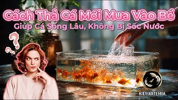 Cách Thả Cá Mới Mua Vào Bể Giúp Cá Sống Lâu, Không Bị Sốc Nước