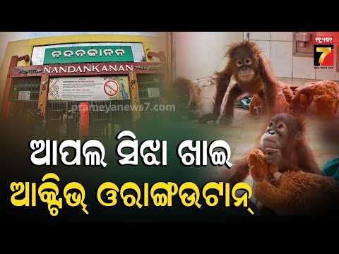 ନନ୍ଦନକାନନରେ ରହିବେ ୫ ଓରାଙ୍ଗଉଟାନ୍‌! କେୟାରଟେକରଙ୍କ ଯତ୍ନ ଓ ବ୍ୟବସ୍ଥା ଦେଖି ଟେକ୍ନିକାଲ ଟିମ୍‌ ସନ୍ତୁଷ୍ଟ