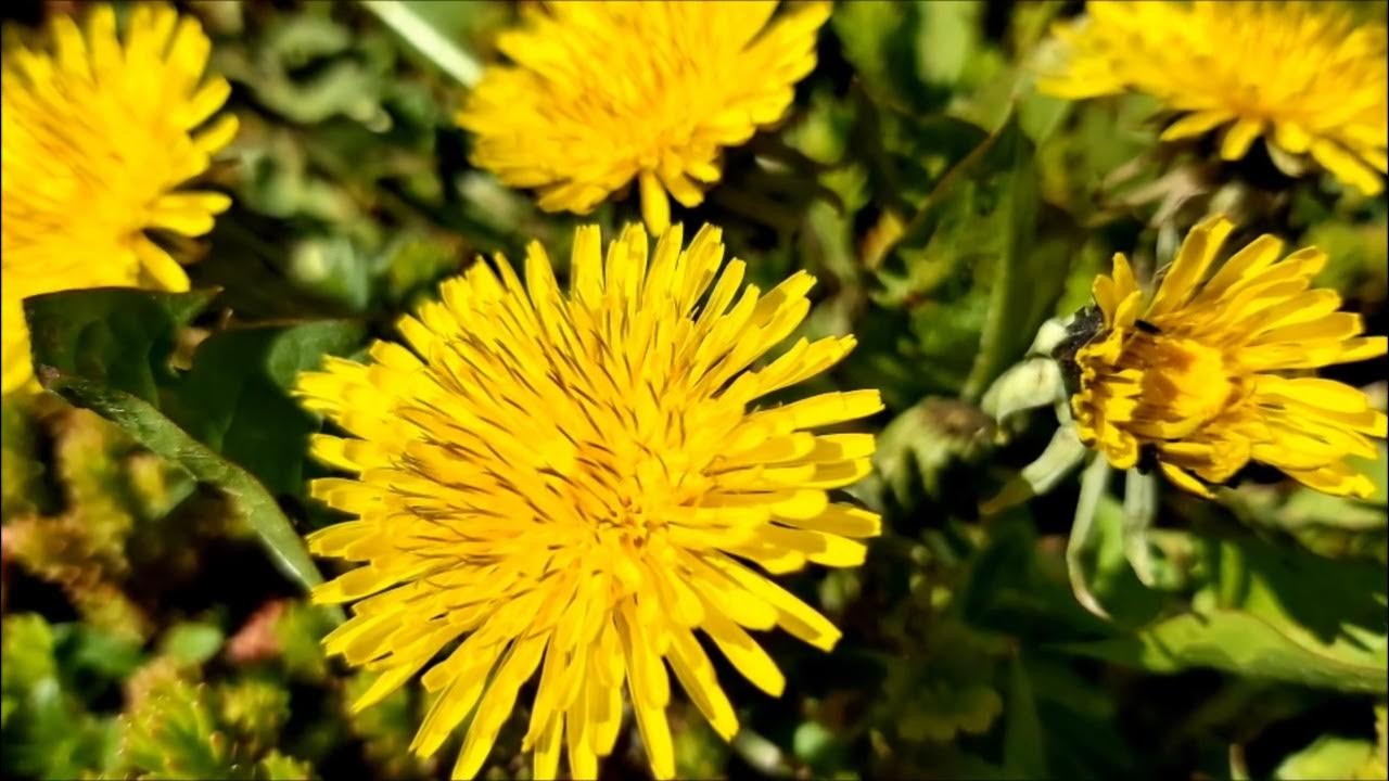 Mniszek Pospolity Poradnik Ogrodowy 400 YouTube