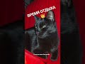 МЫШКА УХОДИТ В ЗАКАТ 🐈⬛ ВСТРЕТИМСЯ ЗАВТРА