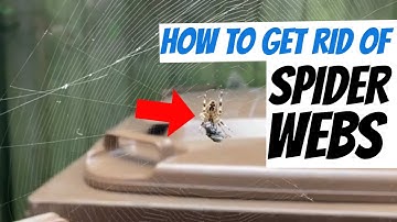 How To Remove Giant Spider Web Safely & Humanely