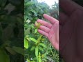 Cây lựu đang phát triển #caylua #phattrien #xuhuong