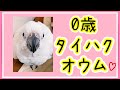 0歳のタイハクオウムのフォルムと甘えた声が可愛すぎる!! #shorts #ショート動画 White cockatoo