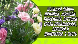 ПОСАДКА СЕМЯН: ПРИМУЛА, МИМОЗА, ГЛОКСИНИЯ, ЭУСТОМА (РОЗА ИРЛАНДСКАЯ), БЕГОНИЯ И ЦИНЕРАРИЯ. 2 ЧАСТЬ