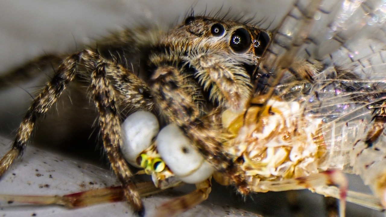 You Won't Believe How Fast This Spider Strikes! (Mayfly Ambush)
