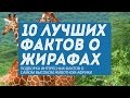 10 фактов о жирафах - самых высоких животных мира