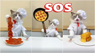 That Little Puff - Tiktok Compilation 2023 Chef Cat 40