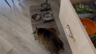 видео: Моя КОШКА в ВОСТОРГЕ от КИТИ КЭТ! 16 лет активной жизни! #мамаотличника #мася#китикэт  картинка: Моя КОШКА в ВОСТОРГЕ от КИТИ КЭТ! 16 лет активной жизни! #мамаотличника #мася#китикэт