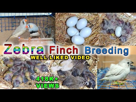 Zebra Finch Breeding | Eggs laying to eggs hatching full breed