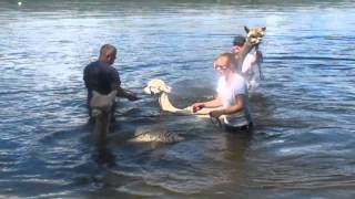 swimming alpacas