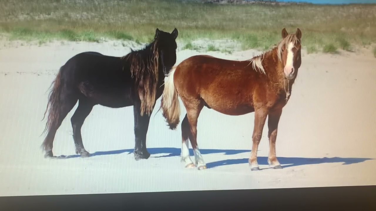 The Sable Island CY0S 2023 Dxpedition