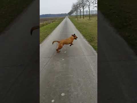 Video: Waarom plasst mijn hond naast zijn eten?