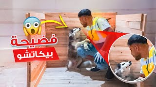 فضيحة بيكاتشو وروكي داخل المنزل 