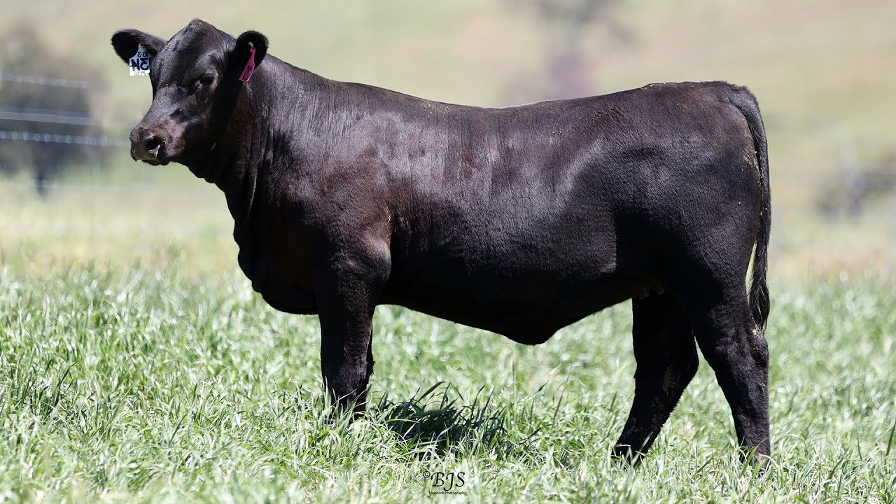 Lot 20 NZC23U314 KO Angus Heart of the Herd Female Sale 2023 - YouTube