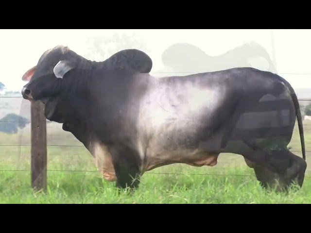 Lote 27    Fazenda Nova Pousada