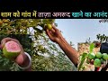 Guava Picking: A Fresh Taste of the Wild Near Our Village