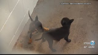 Maui man charged with animal cruelty, abandonment