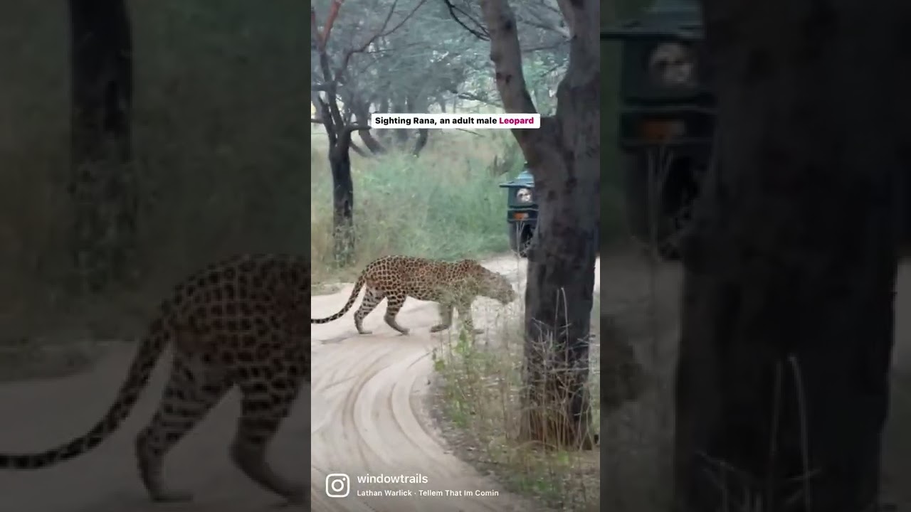 Leopard sighting in Jaipur 