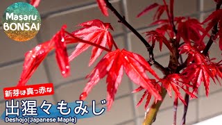 盆栽 春なのに真っ赤です！ 出猩々もみじ。 Deshojo Japanese Maple 2021.4.3