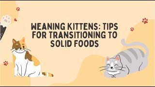 Weaning Kittens: Tips for Transitioning to Solid Foods