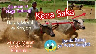 Barapan Kebo Sumbawa Taliwang 2020