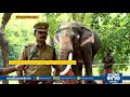 ഇത് സോമന്‍, കൊല കൊല്ലിയെ ഓടിച്ച ചരിത്രമുള്ള താപ്പാന | Malayalam News | Soman Elephant