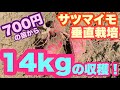 700円の苗から14kgの収穫！サツマイモ「紅はるか」の垂直栽培 植え付けから収穫まで151日間の記録