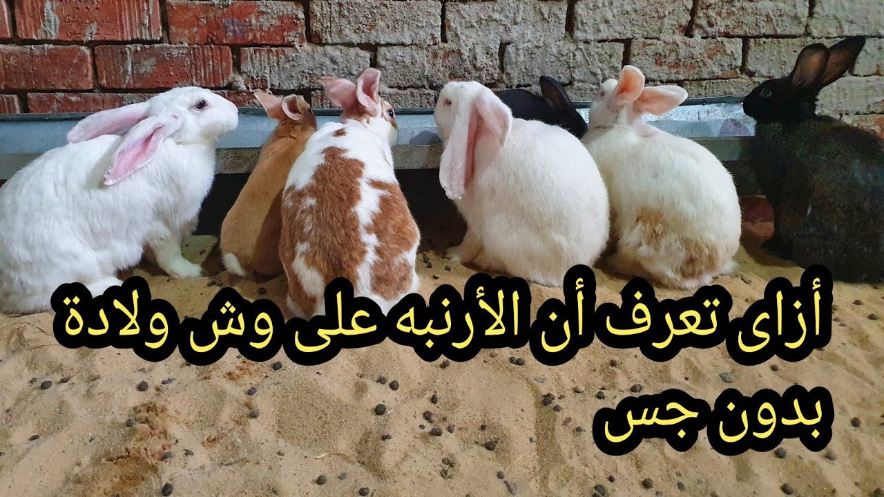 أزاى تعرف أن الأرنبه على وش ولادة بدون جس شوفو معانا