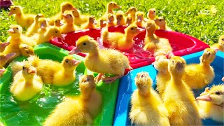 My funny ducklings, ducks