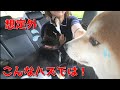 【京の柴犬】母Dさんのお迎え大作戦⁉　想定外の反応に笑った　太郎の犬モノガタリ第472話