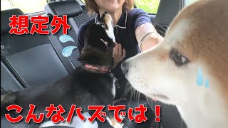 【京の柴犬】母Dさんのお迎え大作戦⁉ 想定外の反応に笑った 太郎の犬モノガタリ第472話