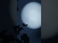 Lumea încă doarme sub pleoapele îngreunate ale lumii materiale.