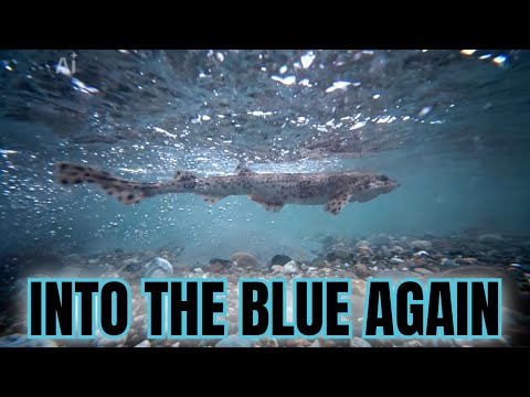 Low tide fishing a new mark: Can we catch a fish at Gimlet Rock (underwater action)