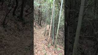 Nature ASMR: Walking on Crunchy Leaves Through the Bamboo Forest #natureasmr #bambooforest #china