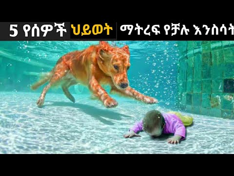 🔴5 የሰዎችን ህይወት ማትረፍ የቻሉ እንስሳት|Feta squad|| Abel berhanu 2||Epic Habeshans||lucy Tips|