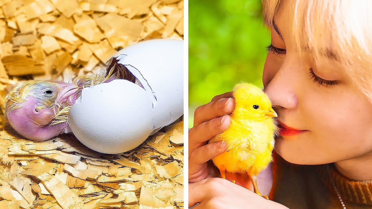 Egg Hatching in DIY Incubator || Animal-Friendly Crafts, Bird House, Dog Shelters