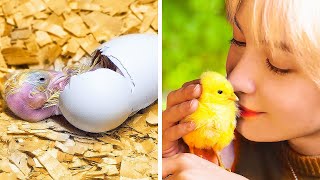 Egg Hatching in DIY Incubator || Animal-Friendly Crafts, Bird House, Dog Shelters