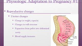 Maternal Adaptation to Pregnancy - Nursing Lecture