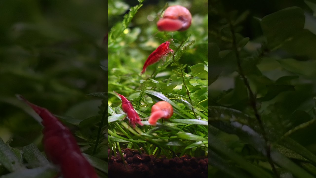 Red Cherry Shrimp Neocaridina