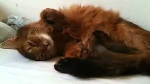 Video 1585671: abyssinian kitten, female abyssinian, male abyssinian, kitten chasing