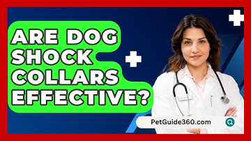 Are Dog Shock Collars Effective? - PetGuide360.com