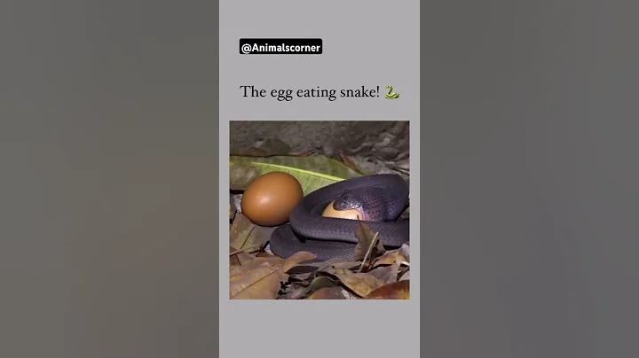 THE EGG EATING SNAKE 🐍 #animal #snake #eggeating #dangeroussnake #egg #animalscorner