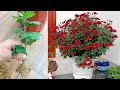 Arbre à Fleurs Géant Fleurit Toute L Année Et Comment Se Propager Pour De Nombreuses Racines Arbre à Fleurs Géant Fleurit Toute L Année Et Comment Se Propager Pour De Nombreuses Racines