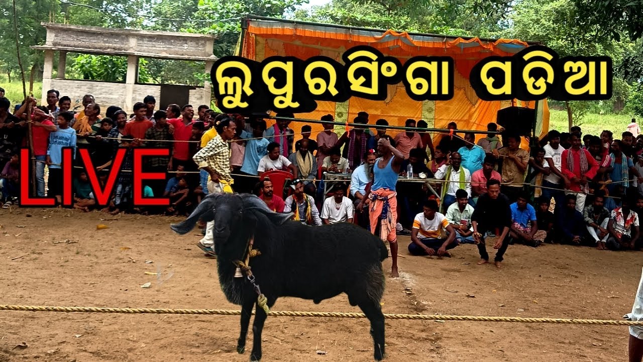 😈💫VIRAL 🐏ଲୁପୂରସିଙ୍ଘା (ସୋନପୁର)ପଡିଆ😱🔥#top SHOW QUALITY SHEEP big  show qulite sheep# longvideo viral😱🔥