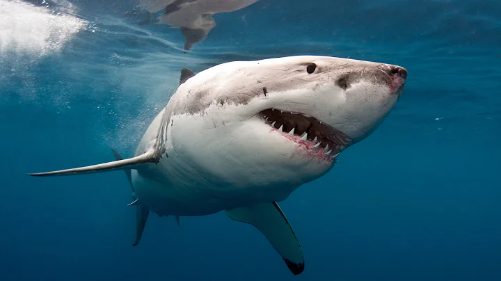 Professional Surfer Greg Long's Close Encounter Wi...